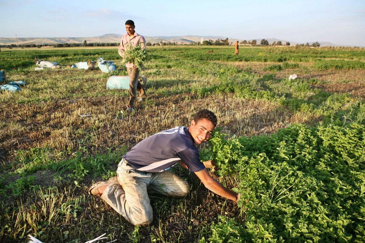 theeza lokale gemeenschappen
